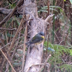 Eopsaltria australis (Eastern Yellow Robin) at Bright, VIC - 19 Feb 2022 by Darcy