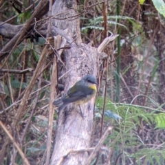 Eopsaltria australis at Bright, VIC - 20 Feb 2022