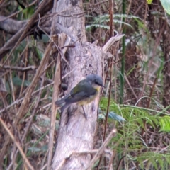 Eopsaltria australis at Bright, VIC - 20 Feb 2022