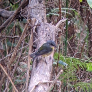 Eopsaltria australis at Bright, VIC - 20 Feb 2022 09:05 AM