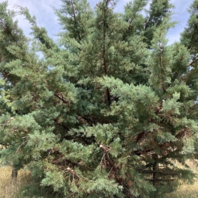 Hesperocyparis arizonica (Arizona Cypress) at Watson, ACT - 21 Feb 2022 by waltraud