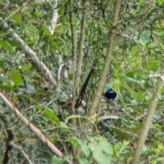 Malurus cyaneus (Superb Fairywren) at Alpine Shire - 20 Feb 2022 by Darcy
