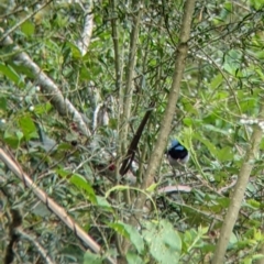 Malurus cyaneus (Superb Fairywren) at Bright, VIC - 19 Feb 2022 by Darcy