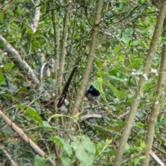 Malurus cyaneus at Bright, VIC - 20 Feb 2022 09:08 AM