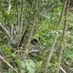 Malurus cyaneus at Bright, VIC - 20 Feb 2022 09:08 AM