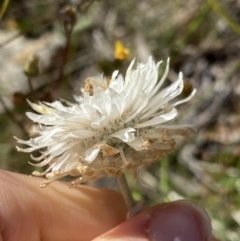 Leucochrysum alpinum at Cotter River, ACT - 20 Feb 2022