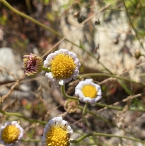 Brachyscome aculeata at Cotter River, ACT - 20 Feb 2022 09:00 AM