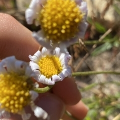 Brachyscome aculeata at Cotter River, ACT - 20 Feb 2022 09:00 AM