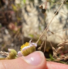 Brachyscome aculeata at Cotter River, ACT - 20 Feb 2022 09:00 AM