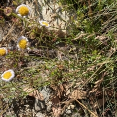 Brachyscome aculeata at Cotter River, ACT - 20 Feb 2022 09:00 AM