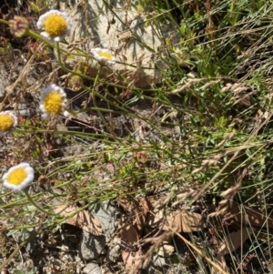 Brachyscome aculeata at Cotter River, ACT - 20 Feb 2022