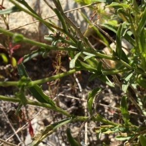 Brachyscome aculeata at Cotter River, ACT - 20 Feb 2022 09:00 AM