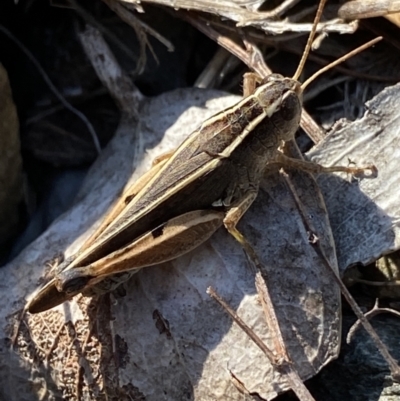 Phaulacridium vittatum (Wingless Grasshopper) at Cotter River, ACT - 20 Feb 2022 by NedJohnston