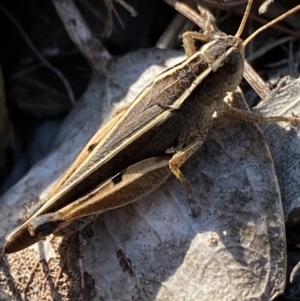 Phaulacridium vittatum at Cotter River, ACT - 20 Feb 2022 09:08 AM