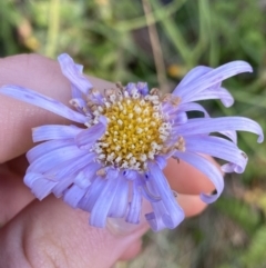 Brachyscome spathulata (Coarse Daisy, Spoon-leaved Daisy) at Cotter River, ACT - 20 Feb 2022 by NedJohnston