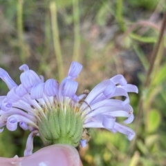 Brachyscome spathulata at Cotter River, ACT - 20 Feb 2022