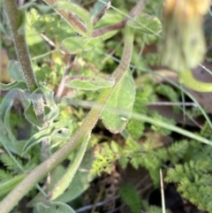 Brachyscome spathulata at Cotter River, ACT - 20 Feb 2022 09:10 AM