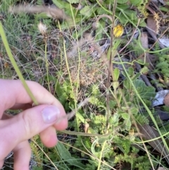 Brachyscome spathulata at Cotter River, ACT - 20 Feb 2022 09:10 AM