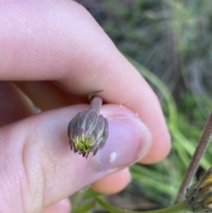 Brachyscome spathulata at Cotter River, ACT - 20 Feb 2022 09:10 AM