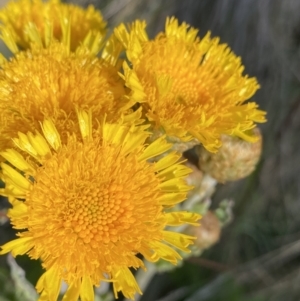 Podolepis robusta at Cotter River, ACT - 20 Feb 2022