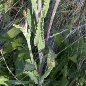 Podolepis robusta at Cotter River, ACT - 20 Feb 2022 09:14 AM