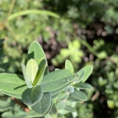 Pimelea ligustrina subsp. ciliata at Cotter River, ACT - 20 Feb 2022