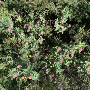 Pimelea ligustrina subsp. ciliata at Cotter River, ACT - 20 Feb 2022