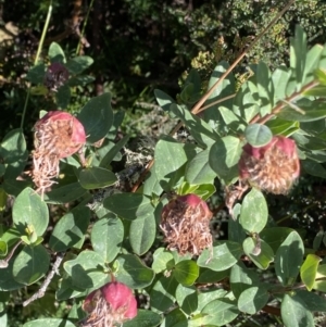 Pimelea ligustrina subsp. ciliata at Cotter River, ACT - 20 Feb 2022