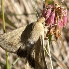 Helicoverpa punctigera (Native Budworm) at Namadgi National Park - 19 Feb 2022 by Ned_Johnston