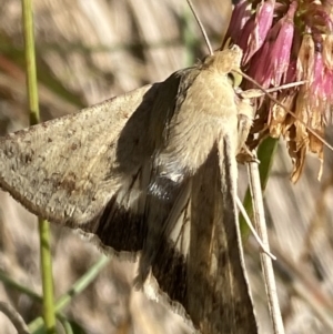 Helicoverpa punctigera at Cotter River, ACT - 20 Feb 2022