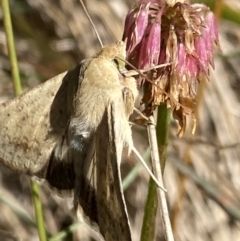 Helicoverpa punctigera at Cotter River, ACT - 20 Feb 2022