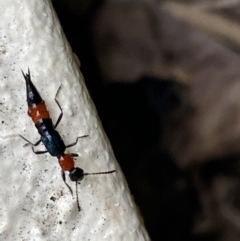 Paederus sp. (genus) (Whiplash rove beetle) at QPRC LGA - 22 Feb 2022 by Steve_Bok