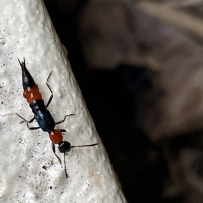 Paederus sp. (genus) (Whiplash rove beetle) at Jerrabomberra, NSW - 22 Feb 2022 by SteveBorkowskis