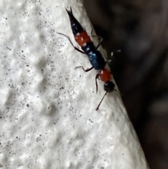 Paederus sp. (genus) at Jerrabomberra, NSW - suppressed