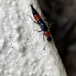 Paederus sp. (genus) at Jerrabomberra, NSW - suppressed