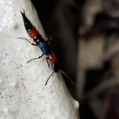 Paederus sp. (genus) at Jerrabomberra, NSW - 22 Feb 2022