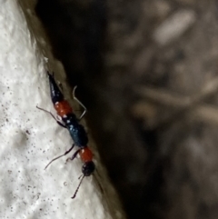 Paederus sp. (genus) at Jerrabomberra, NSW - 22 Feb 2022