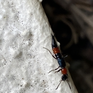 Paederus sp. (genus) at Jerrabomberra, NSW - suppressed