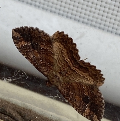 Unidentified Geometer moth (Geometridae) at Jerrabomberra, NSW - 22 Feb 2022 by Steve_Bok