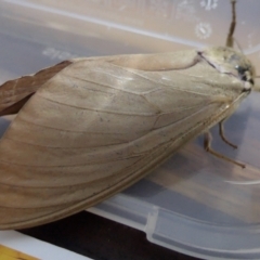 Abantiades hyalinatus (Mustard Ghost Moth) at Rugosa at Yass River - 21 Feb 2022 by SenexRugosus