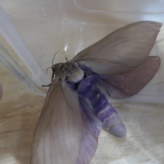 Abantiades hyalinatus at Yass River, NSW - 21 Feb 2022 09:45 PM