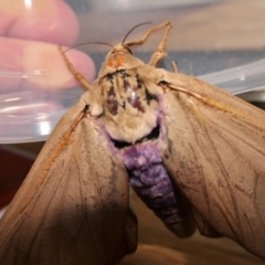 Abantiades hyalinatus at Yass River, NSW - 21 Feb 2022