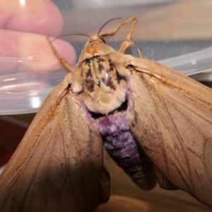 Abantiades hyalinatus at Yass River, NSW - 21 Feb 2022 09:45 PM