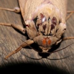 Abantiades hyalinatus at Yass River, NSW - 21 Feb 2022 09:45 PM