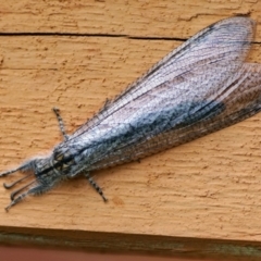 Heoclisis fundata (Antlion lacewing) at Page, ACT - 22 Feb 2022 by DonTaylor