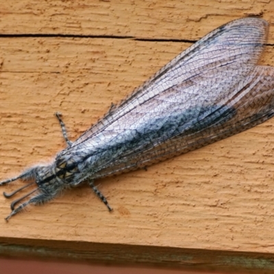 Heoclisis fundata (Antlion lacewing) at Page, ACT - 22 Feb 2022 by DonTaylor