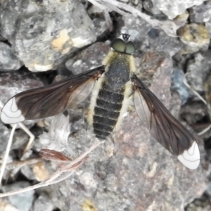 Comptosia apicalis at Cotter River, ACT - 22 Feb 2022