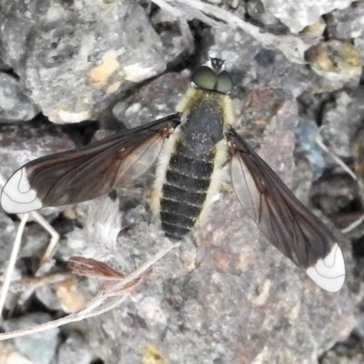 Comptosia apicalis (A bee fly) at Lower Cotter Catchment - 21 Feb 2022 by JohnBundock