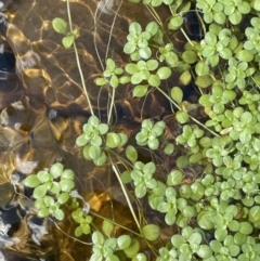 Callitriche stagnalis (Common Starwort) at Lower Cotter Catchment - 19 Feb 2022 by JaneR