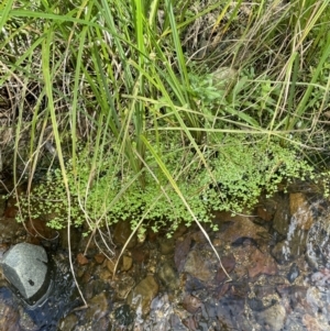 Callitriche stagnalis at Cotter River, ACT - 19 Feb 2022